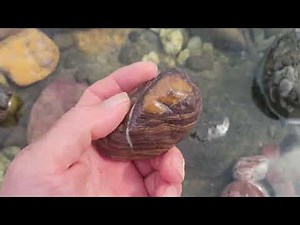 石拾い 吉野川 3月24日 宝の川😹☁️🐱😸🐱🐱