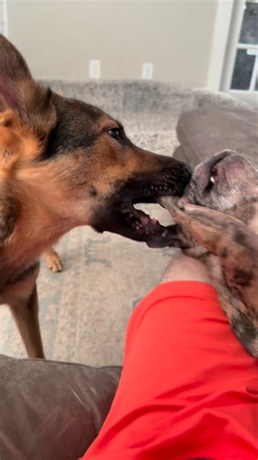 Storm loves tormenting Nala! | James Craigmyle