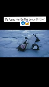 1.4K reactions · 55 shares | Layers Deep: The wind howled through...