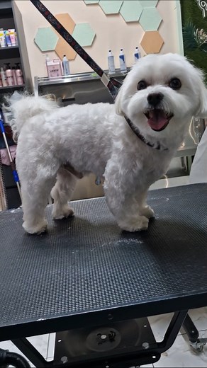 Maltese grooming #grooming #beautiful #pomeranian #puppy #pets