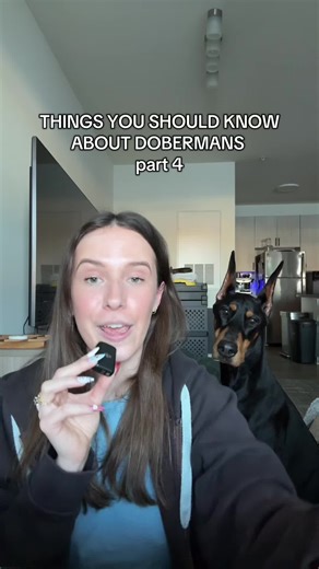Understanding Doberman Temperament and Behavior