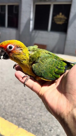 Sun Conure Being Super Cute and Playful 😍🦜