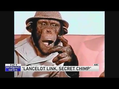 One season wonder 'Lancelot Link, Secret Chimp'
