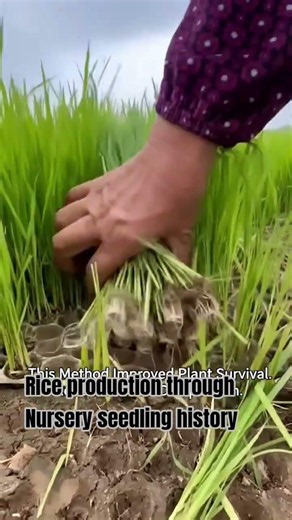 History of Rice Production Through Nursery Seedlings 🌾 #farming #plantscience #agriculture