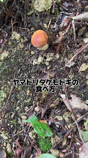 山取竹もどきの食べ方とレシピ | ポルチーニ茸やキノコ狩りの美味しさ