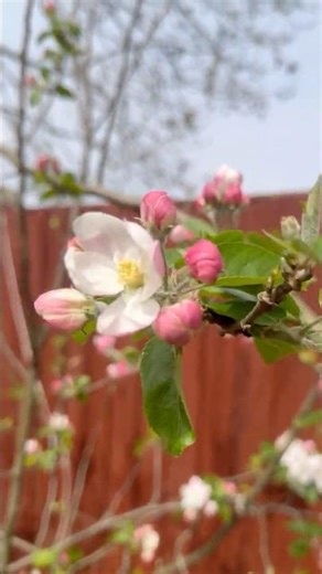 The Most Beautiful Apple Tree You’ll See Today