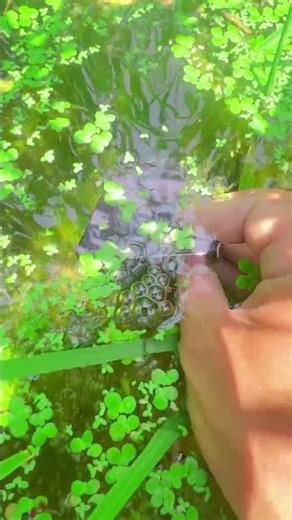 iPhone Water Resistance Test: Exploring a Hidden Underwater World! 📱🌊