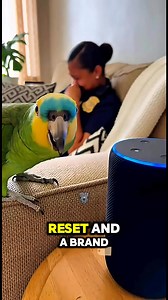 546K views · 15K reactions | 列Alexa vs. Parrot: The Roast of the Century! 藍 #funnyparrot #alexafail #talkingbird #roast #smartanimals #amazon #parrotsoftiktok #comedyreels #usahumor #police #copsoftiktok | Critter PD | Facebook