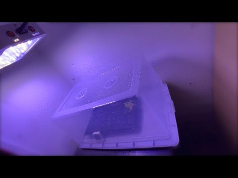 HOW TO MAKE A HUMIDITY DOME FOR $5 (GERMANATE SEEDS & CLONE)