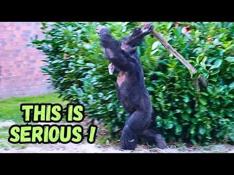 Armed and Dangerous: Chimps Learn To Attack With Sticks