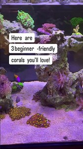 Just starting your reef tank? These 3 beginner corals are a must! #reeftank #coral #aquarium