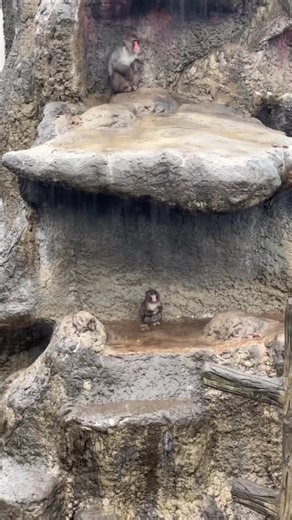 Exploring Punch Monkey Japan: An Adorable Journey