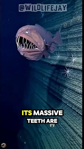 The Deep-Sea Fish With Impossible Teeth 🐟