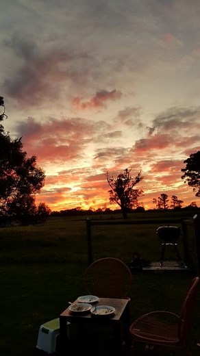 Spring time at Anniebrook Farm.A special time of the year.Native Frangipani and old pear tree are full of blossom. | Anniebrook Farm Cafe and Gifts