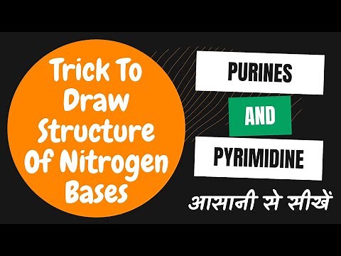 Trick To Draw Structure Of Nitrogen Bases‌ | Purine And Pyrimidine