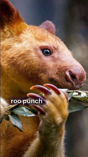This Kangaroo Lives in Trees?!