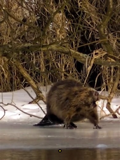 American Beaver Spotlight 🦌CONNECT WITH CON ED🦌 🦫 Meet the American Beaver — Nature’s Master Builder Once nearly wiped out in Pennsylvania by the late 1800s, beavers made a remarkable comeback after the PA Game Commission reintroduced them beginning in 1917 with releases in Cameron County. Today, they thrive across the state. Beavers are more than tree-chewers — they’re ecosystem engineers. By building dams and creating ponds, they form wetlands that provide habitat for frogs, fish, ducks, ot