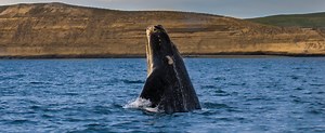 Whale and Puma Conservation in Patagonia | Projects Abroad