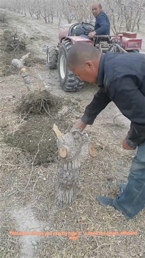 Tractor Pulls Out Old Tree Roots in Orchard! Satisfying Farm Work