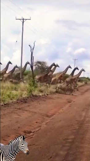 giraffe group and zebra group