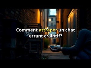 Comment attraper un chat errant craintif?