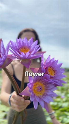 7 Ways to Use Blue Lotus Discover why this sacred flower has been revered for centuries—for mind, body & soul. 😴 For Deep Sleep Sip before bed to ease anxiety and guide you into peaceful, restorative rest. 🧠 For Mental Clarity Supports clear focus, sharper thinking & sustained attention—without caffeine. 🎨 For Creativity Perfect for writing, art or brainstorming. Unlocks imagination and inspiration. 🌿 For Stress & Overwhelm Calms the nervous system. Feel grounded, uplifted, and emotionally b