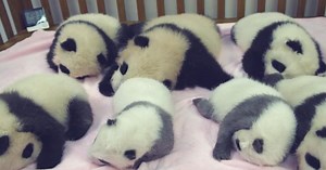 Baby Panda Nursery Exists And It’s Open For Visitors – After Quarantine Of Course