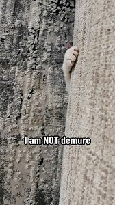 1.5M views · 43K reactions | Goblins can be demure too Charlie Bear #demure #charliebear #cats #catsofinstagram #wobblycats | Willy Wonky & Charlie Bear | Facebook