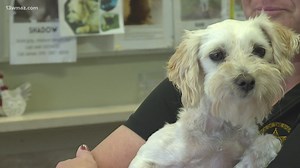 Bibb County animal shelters offering free pet adoptions for month of May