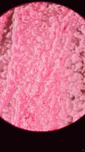 Cheap vs Expensive Lipstick Under the Microscope