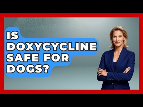 Is Doxycycline Safe For Dogs? - First Response Medicine