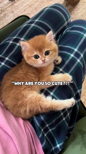 She’s iconic💅 #cuteness #cat #ny12 #cute #beautiful #iconic #kitten #goldenwhiskerscattery #britishshorthair | Golden Whiskers Cattery