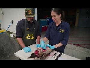 Hunter's Guide: Removing Tonsils and Lymph Nodes from Deer for CWD Samples