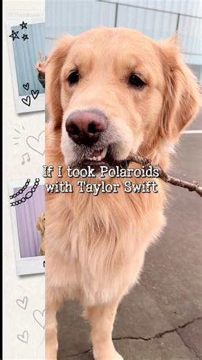 Taylor Swift Meets a Adorable Golden Retriever