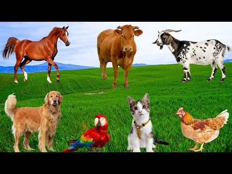 Mischievous Pets - Dogs, Cats, Goats, Horses, Chicks, Parrots - Funny Animals