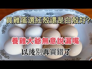 White VS Brown Eggs (Explained) 红壳和白壳鸡蛋的选择真相！养鸡大爷的秘密，The Surprising Truth Behind Egg Shell Color