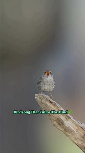 Relaxing Bird Sounds 🐦🌿 The Pure Sound of Nature #asmrsounds #birdsounds #naturesounds