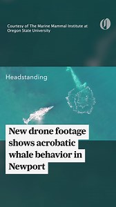 8.3K views · 135 reactions | Drone footage captured by Oregon State...