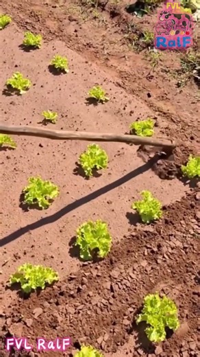 Plowing the field with a hoe, scattering lettuce seedlings
