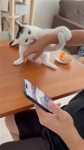 お父さんの肘のにおいを嗅いでブチギレる猫