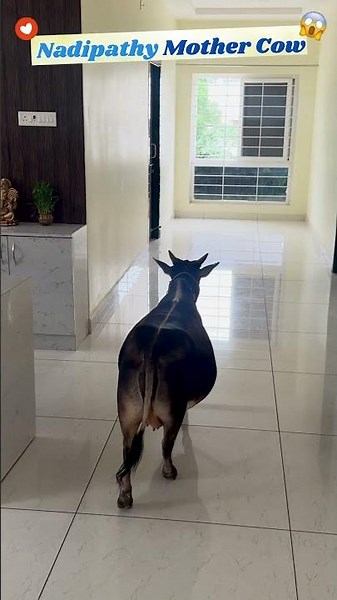 Ever Seen a Cow use steps ?😮 Nadipathy Mother Cow Making wonders #viral #challenge #ytshorts #omg