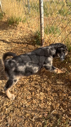 Han, Blue Merle Male 50% Golden Retriever, 25% Basenji, 25% Border Collie #basenji #basenjihybrid #basenjimix #goldenji #borderbasenji #basenjipuppy #goldenretriever #goldenretrieverpuppy #bordercollie #bordercolliemix | Royal Basenji Hybrids