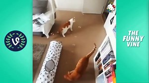 Funny Cats Compilation 2016 - Best Funny Cat Videos Ever