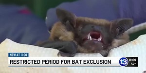 Ohio fall bat exclusion period begins