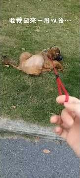 gradually growing into a big dog mp4 #cute #pets #doglife #cutedog