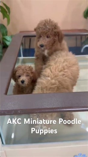 The AKC Miniature Poodle: Elegance, Intelligence, and Charm in a Compact Package 🐩💫