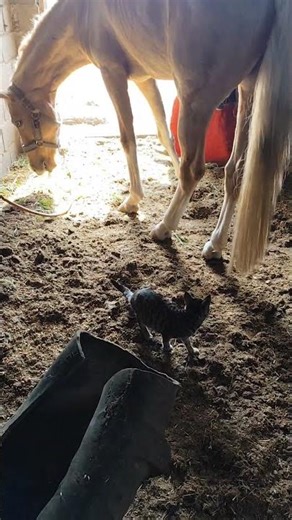 Fast Stable Cleaning! Real Farm Work 💪🐴”#shorts #horse #stable #cleaning