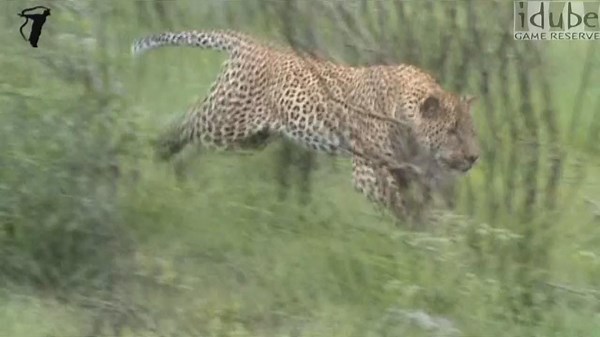 Male Leopard Chases Squirrel, Bird