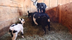 Two Hyper Baby Goats Repeatedly Jump on Their Mother's Back When Not Bouncing off the Walls