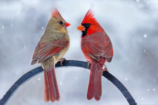 Illinois’ State Bird: 5 Things You May Not Know About Cardinals